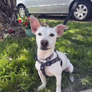 Chiweenie Puppy For Sale – Frankie Bob, Male