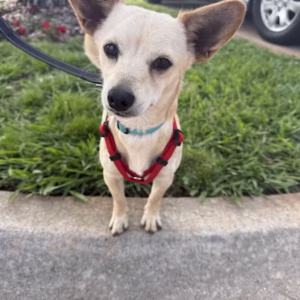 Chiweenie Puppy For Sale – Quincy Quick, Male