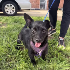 Chiweenie Puppy For Sale – Blackie E, Male