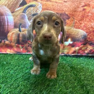 Chiweenie Puppy For Sale – Glen, Male