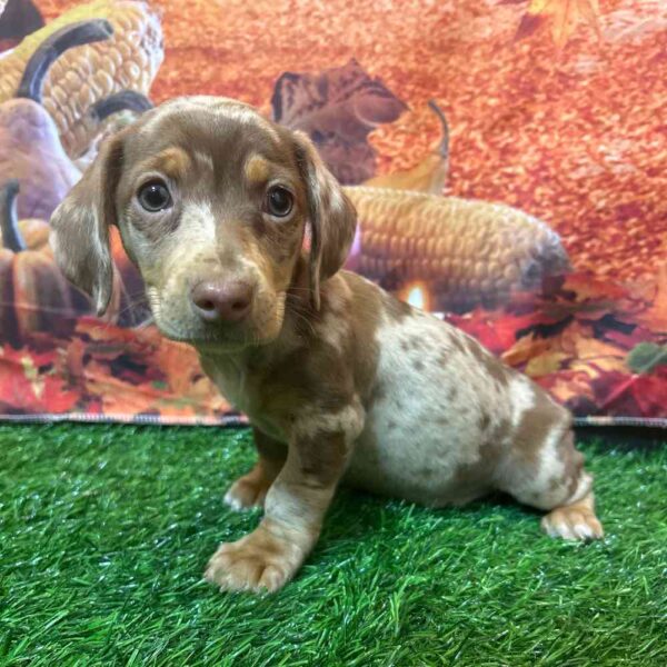 Chiweenie Puppy For Sale – Glen, Male - Image 2