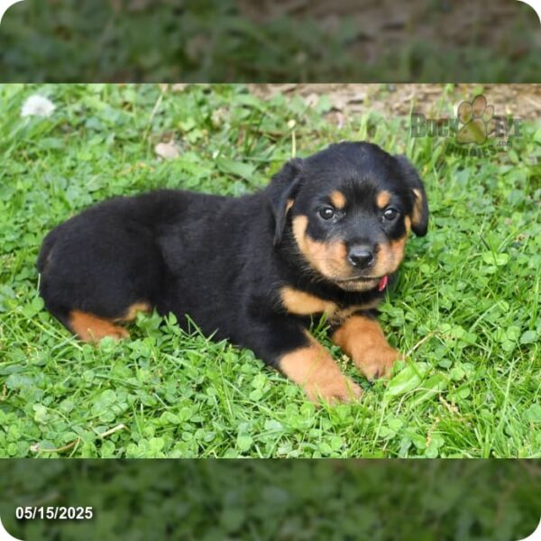 Lexie - Image 9
