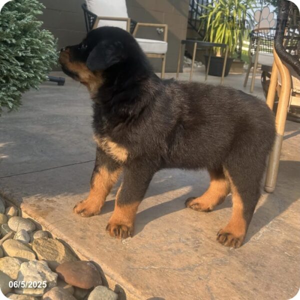 Theo - Image 7