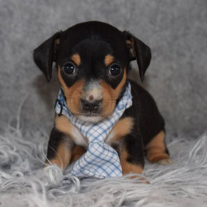 Chiweenie Puppy For Sale – Burrito, Male