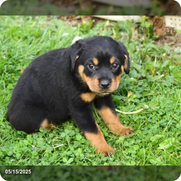 Lexie - Image 7