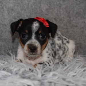 Chiweenie Puppy For Sale – Fajita, Female