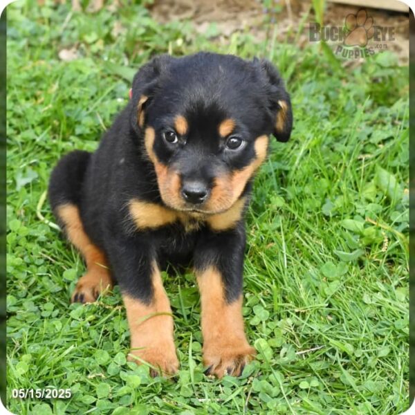 Lexie - Image 6
