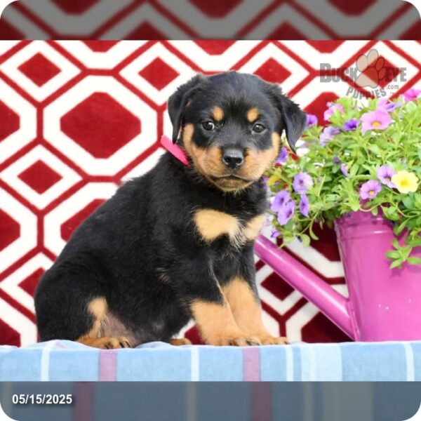 Lexie - Image 3