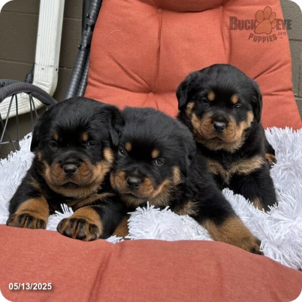 Theo - Image 9