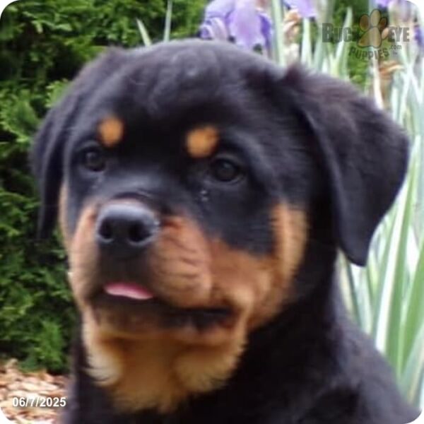 Max - Image 2