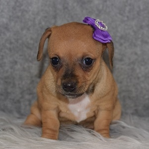 Chiweenie Puppy For Sale – Mayo, Female