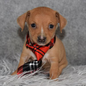 Chiweenie Puppy For Sale – Nacho, Male