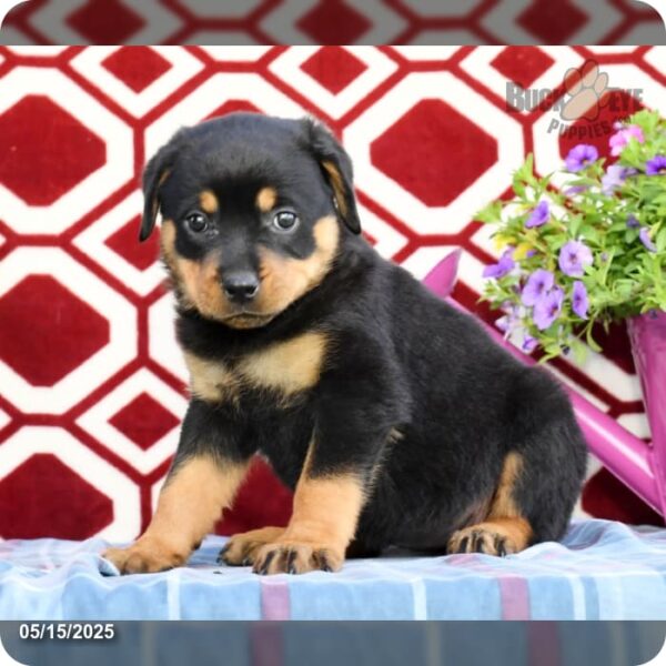Tootsie - Image 5