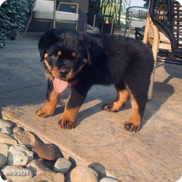 Theo - Image 5