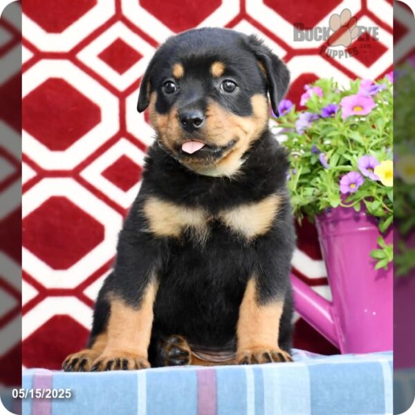 Tootsie - Image 2