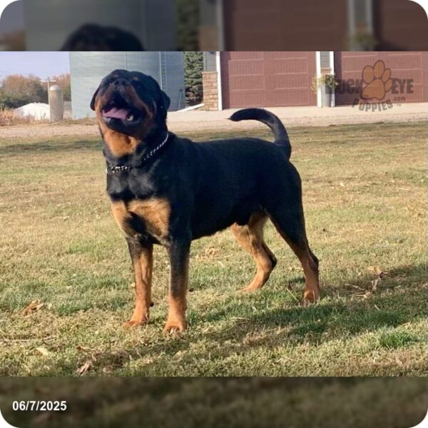 Max - Image 7