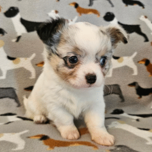 Happy Furry: Chihuahuas