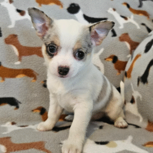 Happy Furry:  Chihuahuas