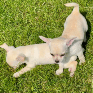 Happy Furry:  Chihuahuas