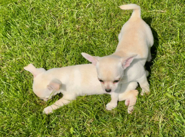 Happy Furry:  Chihuahuas