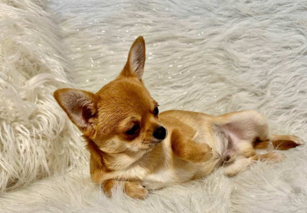 Happy Furry: Chihuahuas - Image 11
