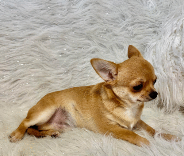Happy Furry: Chihuahuas - Image 12