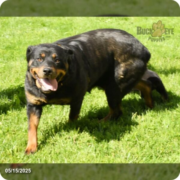 Lexie - Image 11