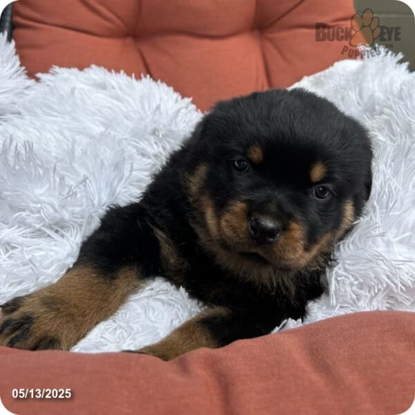 Theo - Image 14