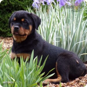 Max
