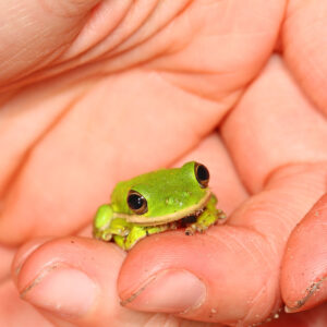 green tree frog for sale
