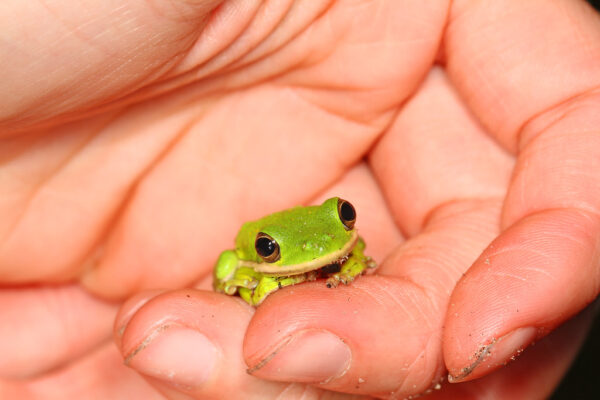 green tree frog for sale
