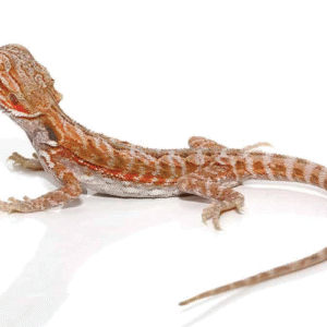 hypo leatherback bearded dragon for sale (6 8 inch)