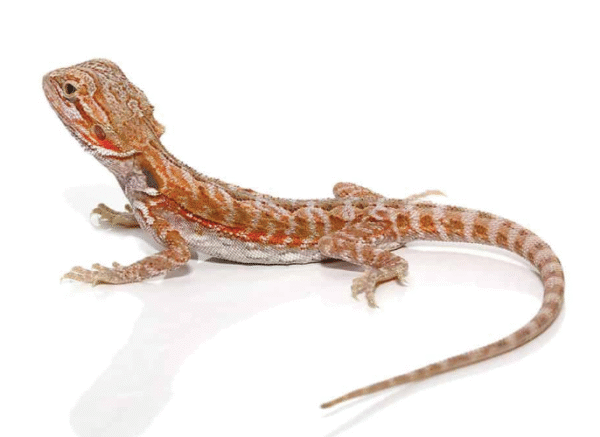 hypo leatherback bearded dragon for sale (6 8 inch)