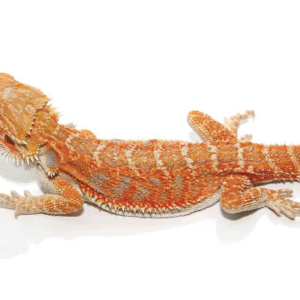 8 10 inch hypo inferno blue bar bearded dragon for sale
