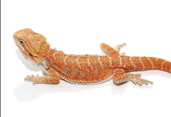 8 10 inch hypo inferno blue bar bearded dragon for sale