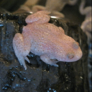 albino firebelly toad for sale