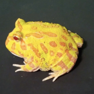 albino pacman frog for sale