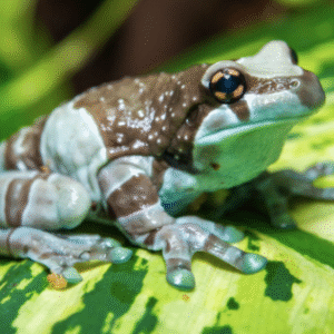 amazon milk frog for sale