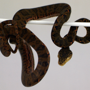 amazon tree boa for sale