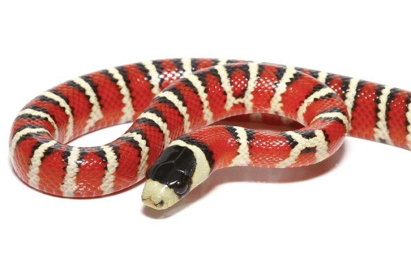 arizona mountain kingsnake for sale