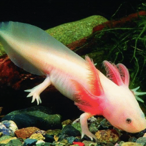 axolotl for sale