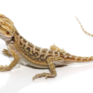 baby citrus dunner bearded dragon for sale