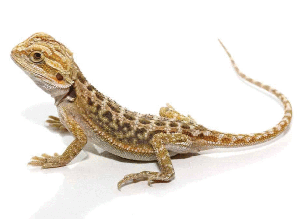 baby citrus dunner bearded dragon for sale