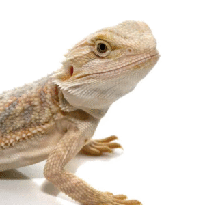 baby hypo bearded dragon for sale