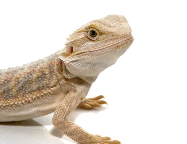 baby hypo bearded dragon for sale