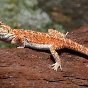 baby hypo dunner bearded dragon for sale