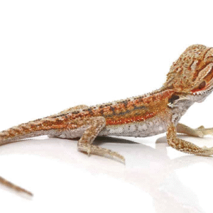 baby hypo inferno dunner bearded dragon for sale