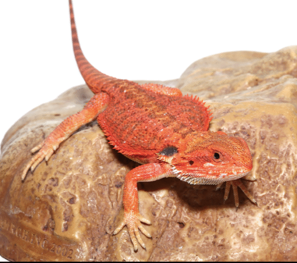 inferno bearded dragon for sale