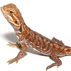 baby inferno silky bearded dragon for sale