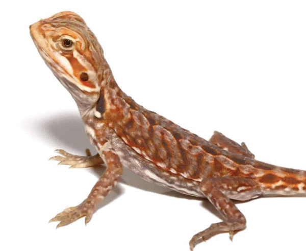 baby inferno silky bearded dragon for sale